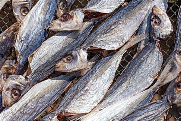 马鲛鱼如何腌制风干，用食盐和其它材料拌匀、经过冷藏再晾晒