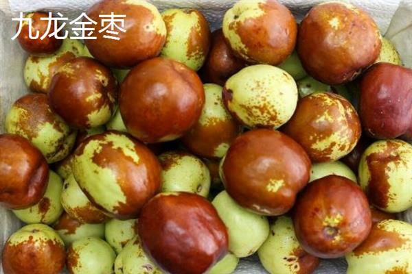 甘肃省庆阳的特产，有九龙金枣、庆阳香瓜等