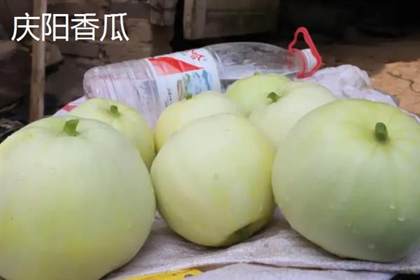甘肃省庆阳的特产，有九龙金枣、庆阳香瓜等