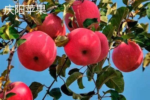 甘肃省庆阳的特产，有九龙金枣、庆阳香瓜等