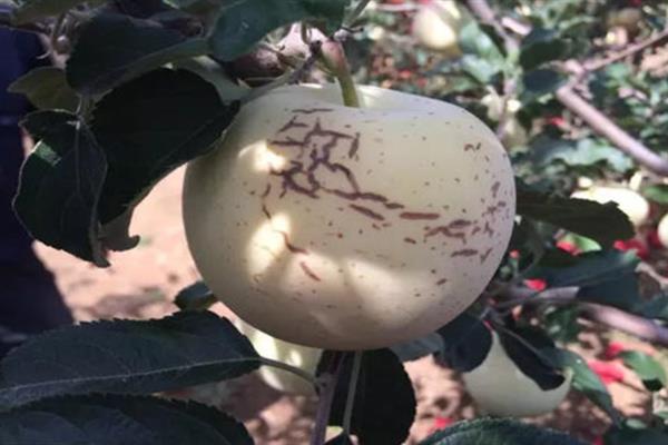 苹果水裂纹产生的原因，可能是遗传原因或者土壤水分忽干忽湿等