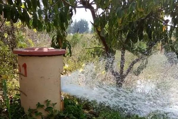苹果水裂纹产生的原因，可能是遗传原因或者土壤水分忽干忽湿等