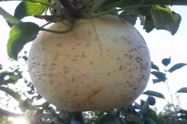 苹果水裂纹产生的原因，可能是遗传原因或者土壤水分忽干忽湿等