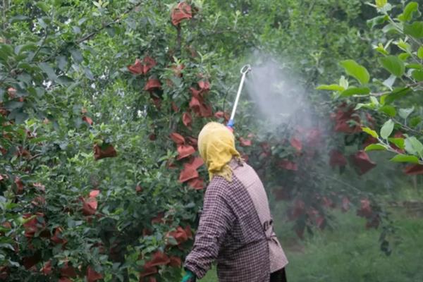 苹果水裂纹产生的原因，可能是遗传原因或者土壤水分忽干忽湿等