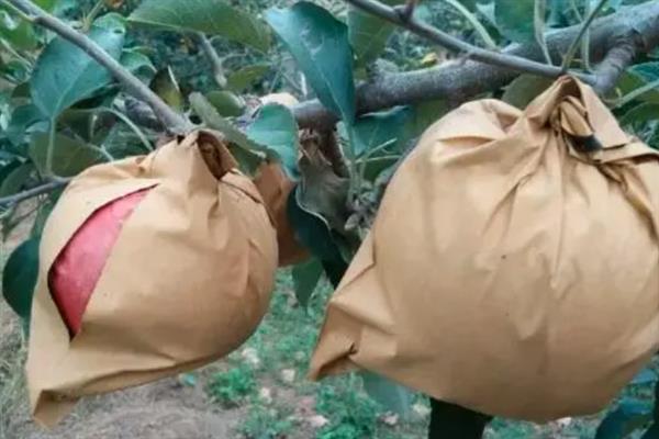 苹果水裂纹产生的原因，可能是遗传原因或者土壤水分忽干忽湿等