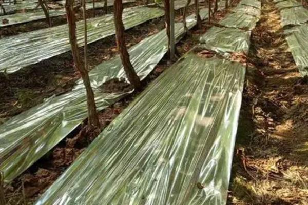 苹果水裂纹产生的原因，可能是遗传原因或者土壤水分忽干忽湿等