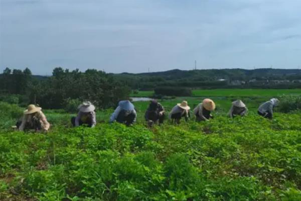 芝麻的田间管理技术，在长有3-4片真叶之前定苗