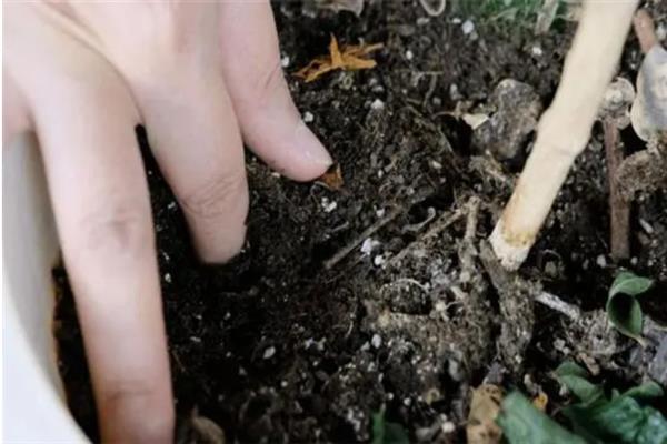 多菌灵能否直接拌在花土中，直接掺入土壤中并拌匀即可