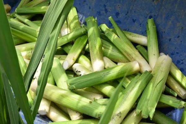 茭白何时上市，单季茭白通常在9-10月份上市