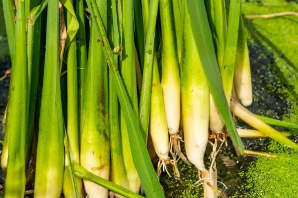 茭白何时上市，单季茭白通常在9-10月份上市