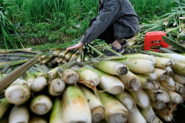茭白何时上市，单季茭白通常在9-10月份上市