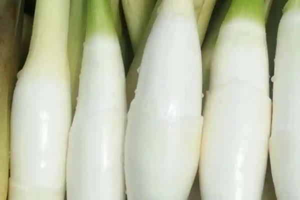 茭白何时上市，单季茭白通常在9-10月份上市