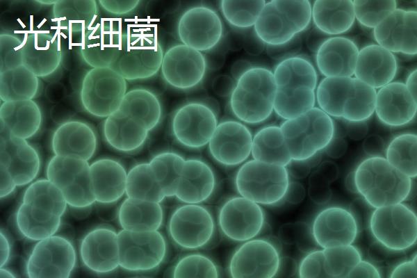 暴雨洪灾后的池塘如何处理，首先要修复池塘破损的地方