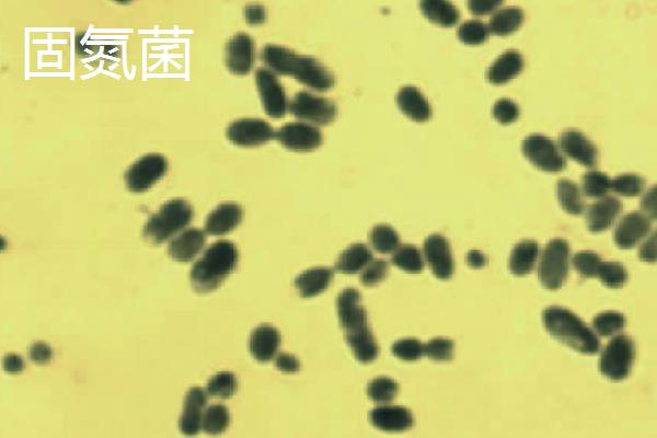 暴雨洪灾后的池塘如何处理，首先要修复池塘破损的地方