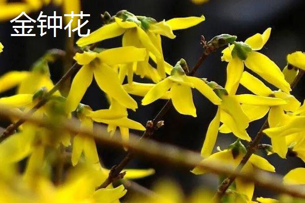 金钟花和迎春花有什么区别，科属、花期和外形均不同