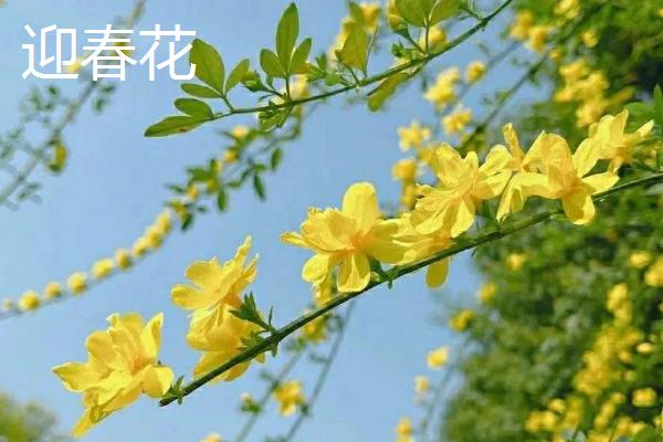 金钟花和迎春花有什么区别，科属、花期和外形均不同