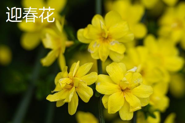 金钟花和迎春花有什么区别，科属、花期和外形均不同