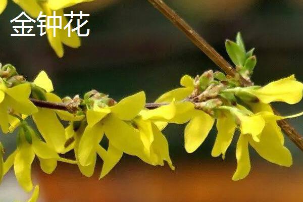 金钟花和迎春花有什么区别，科属、花期和外形均不同
