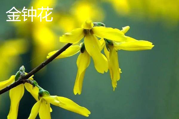 金钟花和迎春花有什么区别，科属、花期和外形均不同