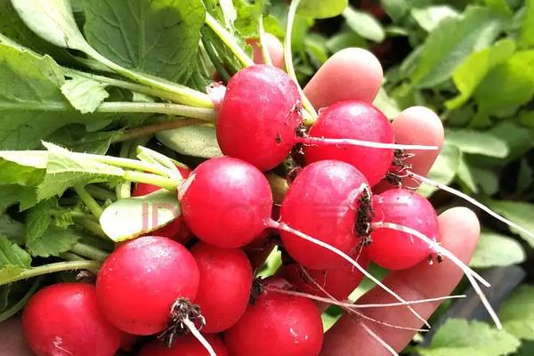 适合新手花盆种植的蔬菜，可以选择种樱桃萝卜、辣椒等