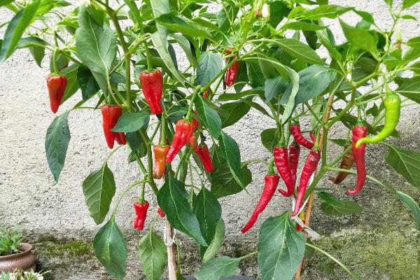 适合新手花盆种植的蔬菜，可以选择种樱桃萝卜、辣椒等