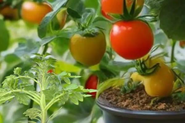 适合新手花盆种植的蔬菜，可以选择种樱桃萝卜、辣椒等