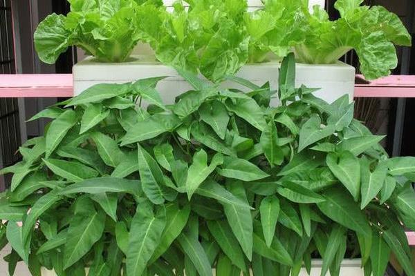适合新手花盆种植的蔬菜，可以选择种樱桃萝卜、辣椒等