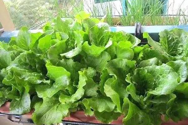 适合新手花盆种植的蔬菜，可以选择种樱桃萝卜、辣椒等