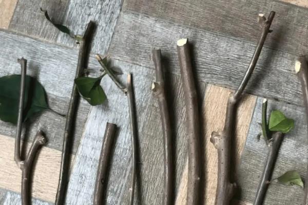 茶梅如何扦插繁殖，可切取单芽短穗作插穗