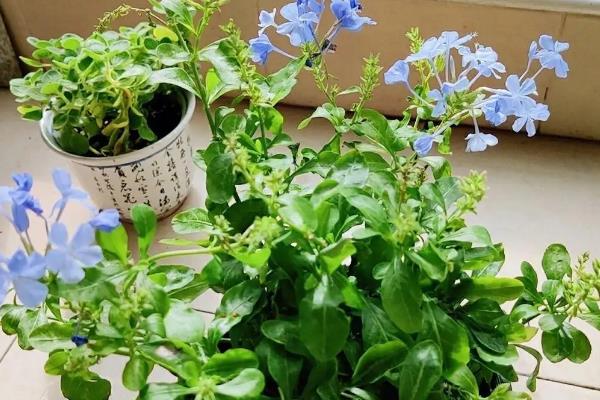 蓝雪花如何养殖，选择腐叶土、泥炭土或者营养土做盆土