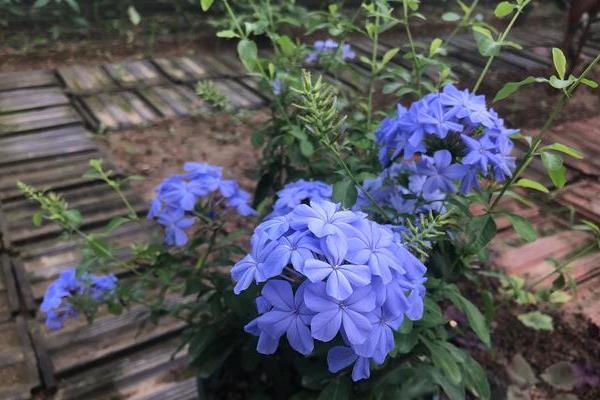 蓝雪花如何养殖，选择腐叶土、泥炭土或者营养土做盆土