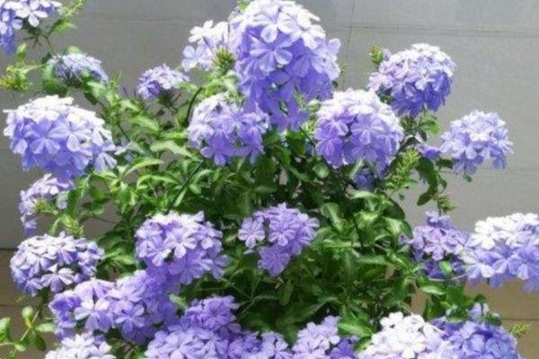 蓝雪花如何养殖，选择腐叶土、泥炭土或者营养土做盆土