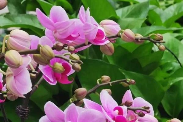 蝴蝶兰生长花箭时间，一般在9-11月份长花箭