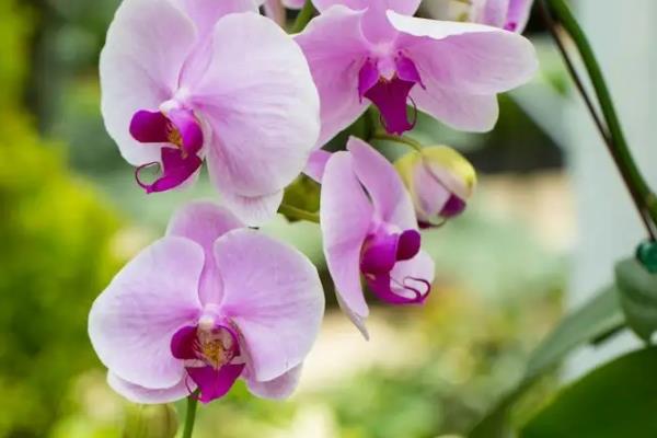 蝴蝶兰生长花箭时间，一般在9-11月份长花箭