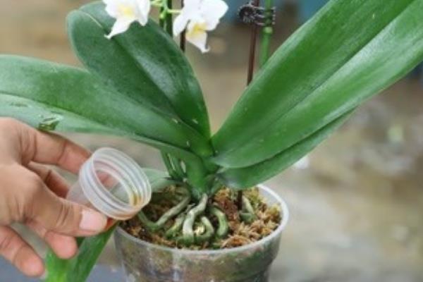 蝴蝶兰生长花箭时间，一般在9-11月份长花箭