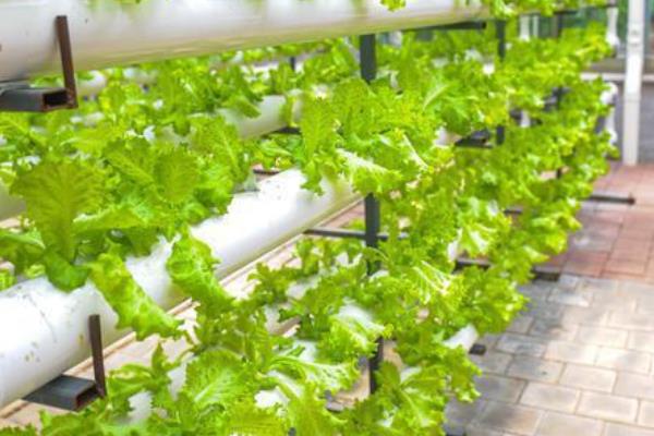 哪些植物适合无土栽培，生菜、水芹、茉莉等常见的蔬菜和花卉均比较适合
