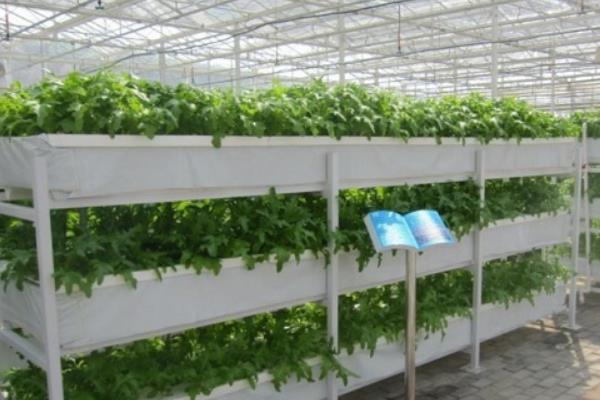 哪些植物适合无土栽培，生菜、水芹、茉莉等常见的蔬菜和花卉均比较适合
