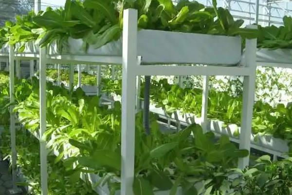 哪些植物适合无土栽培，生菜、水芹、茉莉等常见的蔬菜和花卉均比较适合