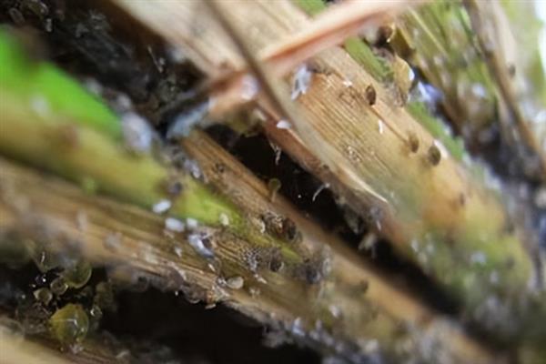 我国农业的病虫害特点，稻飞虱、稻瘟病等发频率较高