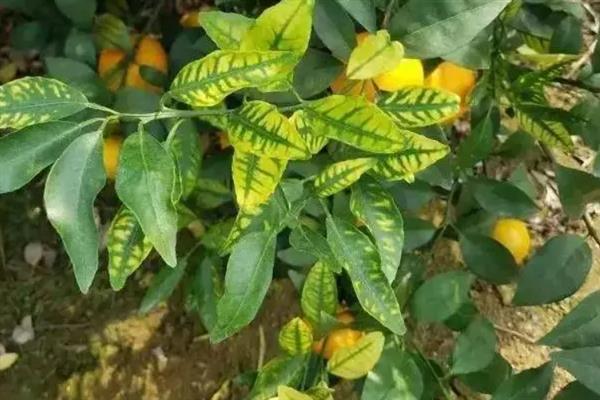 我国农业的病虫害特点，稻飞虱、稻瘟病等发频率较高