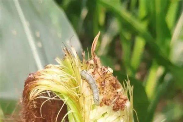 我国农业的病虫害特点，稻飞虱、稻瘟病等发频率较高