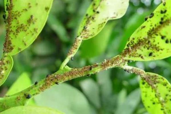 我国农业的病虫害特点，稻飞虱、稻瘟病等发频率较高