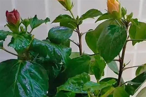 木槿叶子发黄的补救方法，需要及时为其断水
