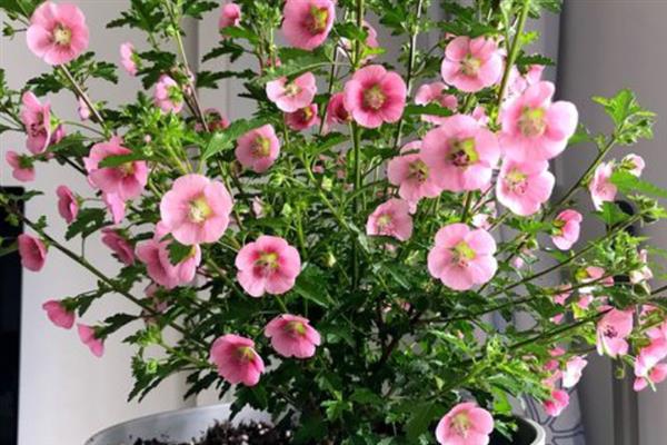 木槿叶子发黄的补救方法，需要及时为其断水