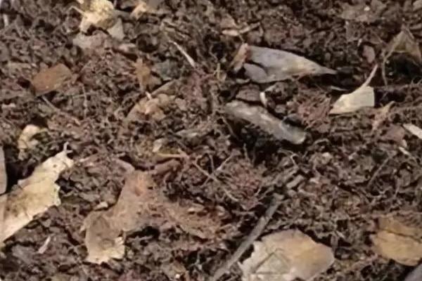 四季灯笼花如何养殖，春秋季节建议每周浇1-2次水
