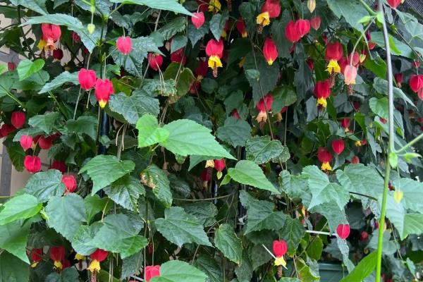 四季灯笼花如何养殖，春秋季节建议每周浇1-2次水