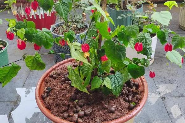 四季灯笼花如何养殖，春秋季节建议每周浇1-2次水