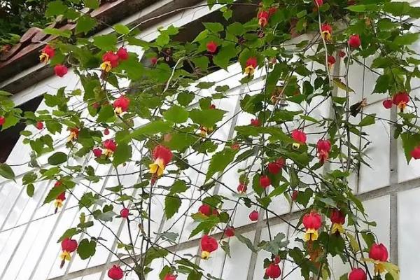 四季灯笼花如何养殖，春秋季节建议每周浇1-2次水