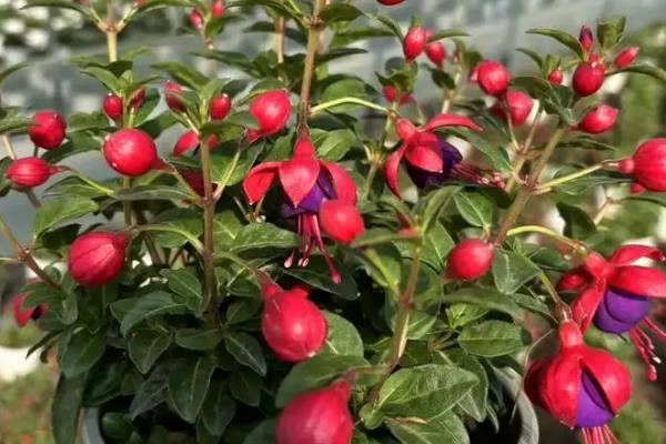 四季灯笼花如何养殖，春秋季节建议每周浇1-2次水