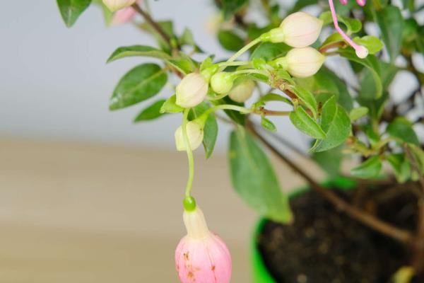 四季灯笼花如何养殖，春秋季节建议每周浇1-2次水